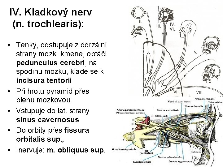 IV. Kladkový nerv (n. trochlearis): • Tenký, odstupuje z dorzální strany mozk. kmene, obtáčí