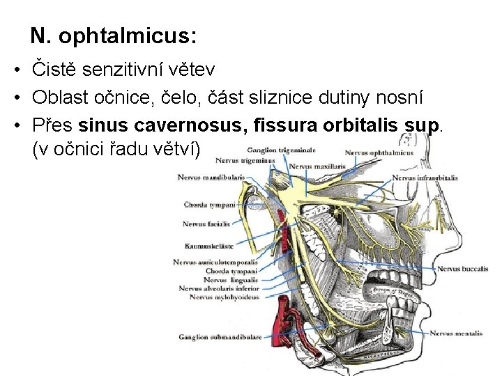 N. ophtalmicus: • Čistě senzitivní větev • Oblast očnice, čelo, část sliznice dutiny nosní