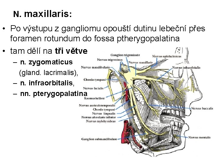 N. maxillaris: • Po výstupu z gangliomu opouští dutinu lebeční přes foramen rotundum do