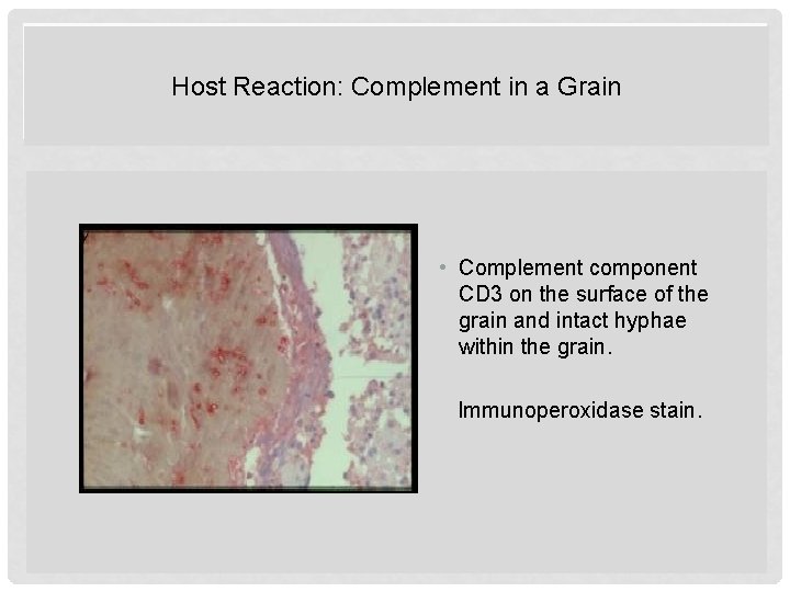 Host Reaction: Complement in a Grain • Complement component CD 3 on the surface
