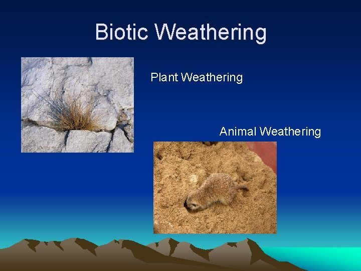 Biotic Weathering Plant Weathering Animal Weathering 