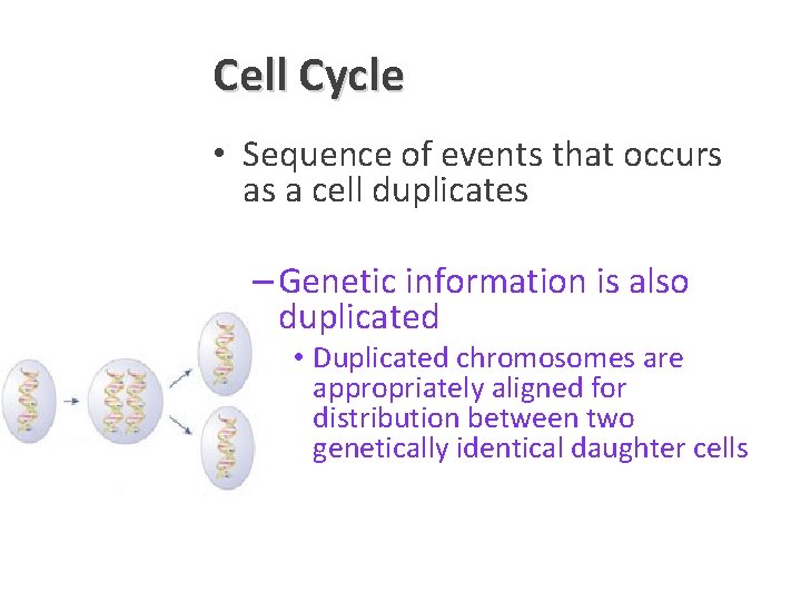 Cell Cycle • Cell proliferation – – Process of cell division Inherent adaptive mechanism