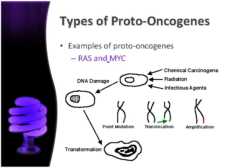 Types of Proto-Oncogenes • Examples of proto-oncogenes – RAS and MYC 