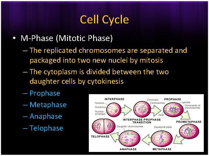Cell Cycle • M-Phase (Mitotic Phase) – The replicated chromosomes are separated and packaged