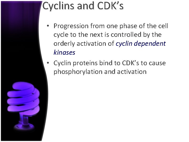 Cyclins and CDK’s • Progression from one phase of the cell cycle to the