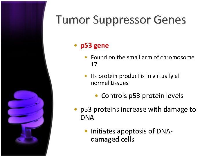 Tumor Suppressor Genes • p 53 gene • Found on the small arm of