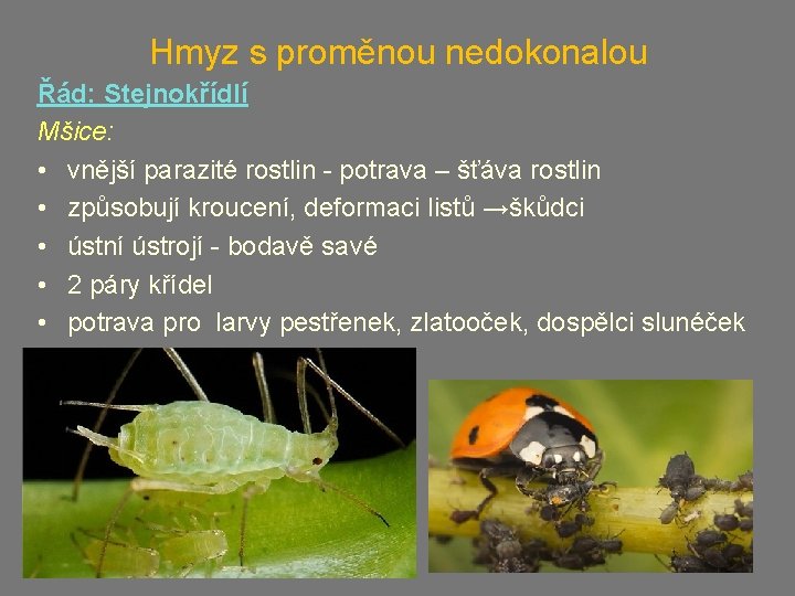 Hmyz s proměnou nedokonalou Řád: Stejnokřídlí Mšice: • vnější parazité rostlin - potrava –