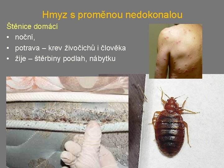 Hmyz s proměnou nedokonalou Štěnice domácí • noční, • potrava – krev živočichů i