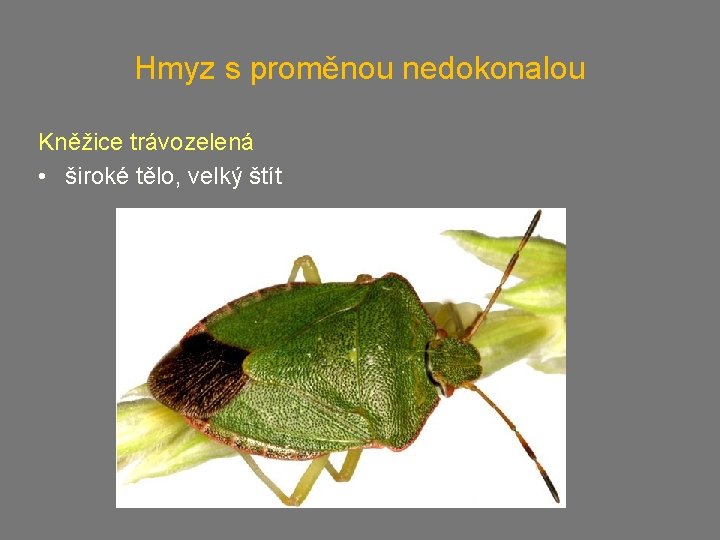 Hmyz s proměnou nedokonalou Kněžice trávozelená • široké tělo, velký štít 