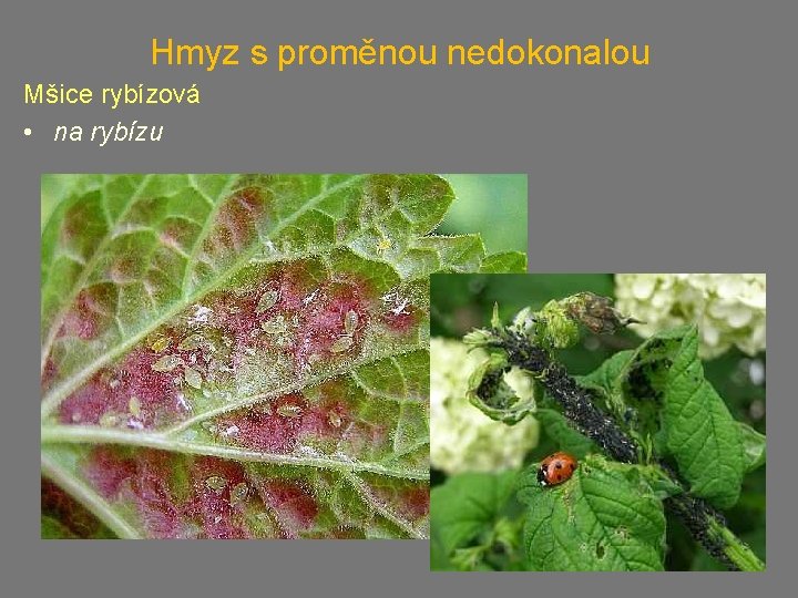 Hmyz s proměnou nedokonalou Mšice rybízová • na rybízu 