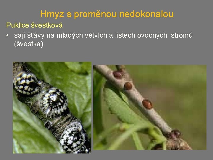 Hmyz s proměnou nedokonalou Puklice švestková • sají šťávy na mladých větvích a listech