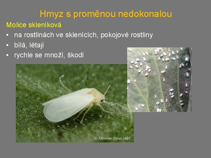 Hmyz s proměnou nedokonalou Molice skleníková • na rostlinách ve sklenících, pokojové rostliny •