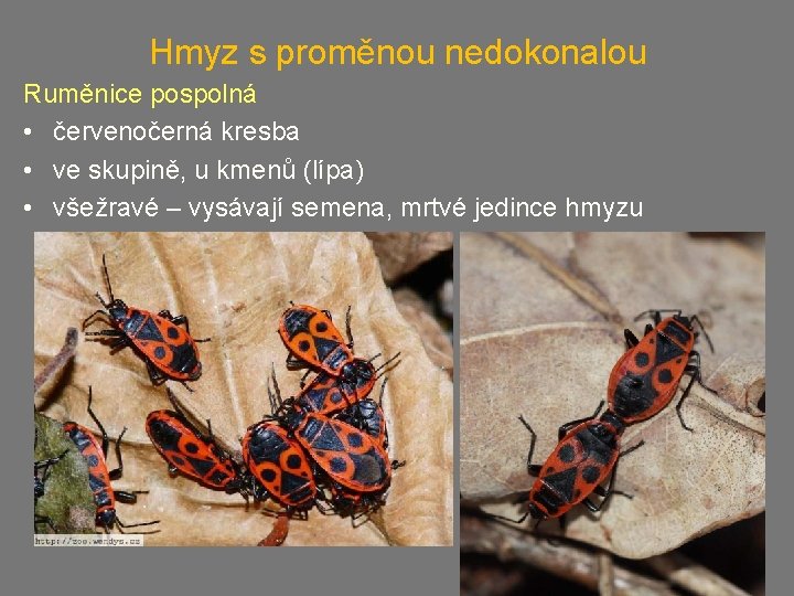 Hmyz s proměnou nedokonalou Ruměnice pospolná • červenočerná kresba • ve skupině, u kmenů