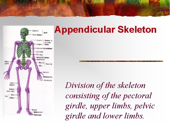 Appendicular Skeleton Division of the skeleton consisting of the pectoral girdle, upper limbs, pelvic