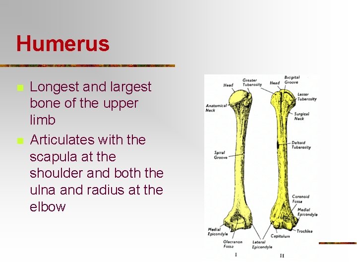 Humerus n n Longest and largest bone of the upper limb Articulates with the