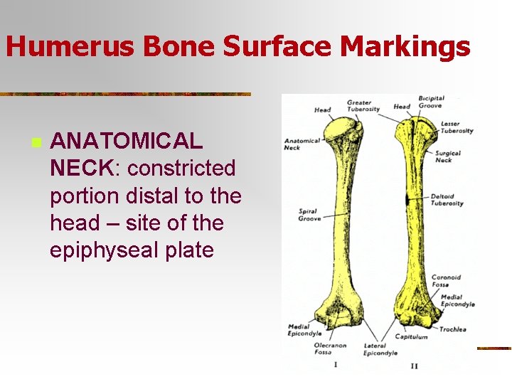 Humerus Bone Surface Markings n ANATOMICAL NECK: constricted portion distal to the head –