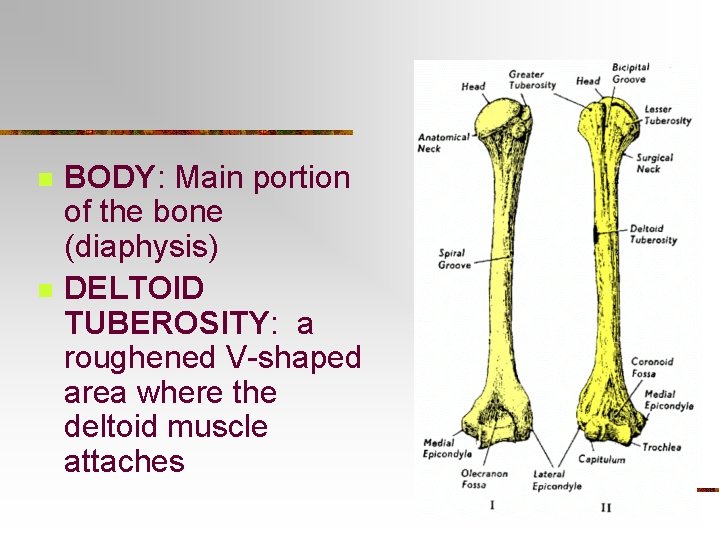 n n BODY: Main portion of the bone (diaphysis) DELTOID TUBEROSITY: a roughened V-shaped