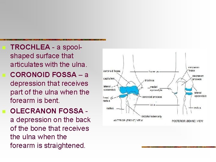 n n n TROCHLEA - a spoolshaped surface that articulates with the ulna. CORONOID