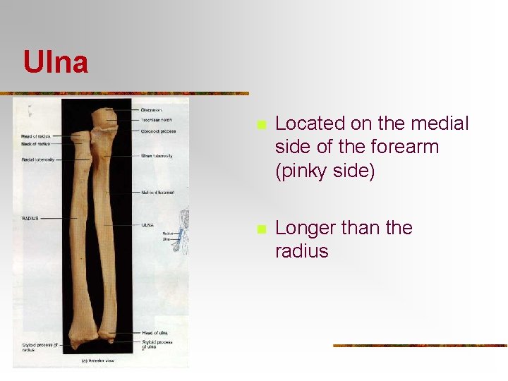 Ulna n Located on the medial side of the forearm (pinky side) n Longer