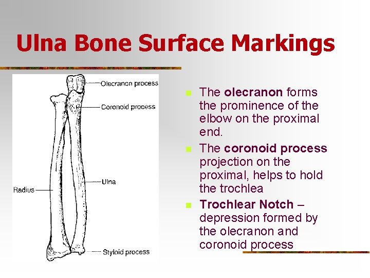 Ulna Bone Surface Markings n n n The olecranon forms the prominence of the