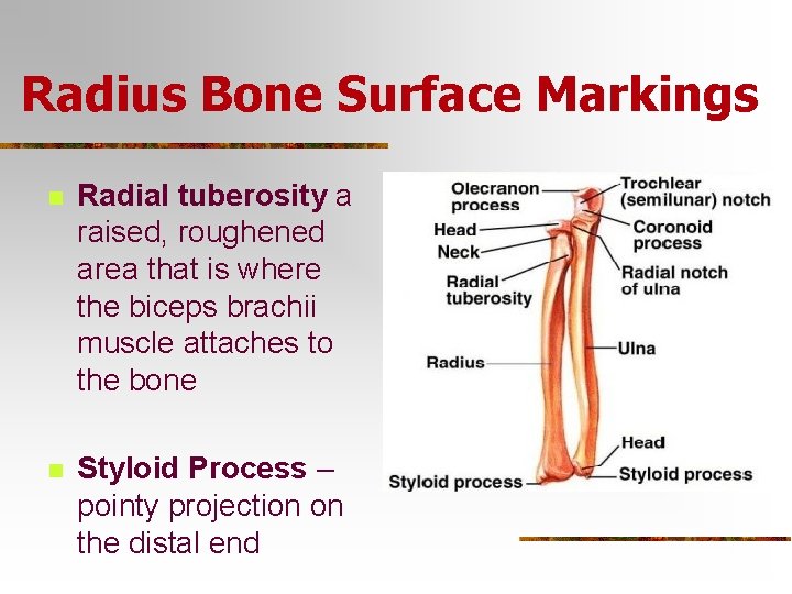 Radius Bone Surface Markings n Radial tuberosity a raised, roughened area that is where