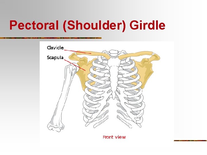 Pectoral (Shoulder) Girdle 