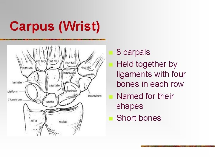 Carpus (Wrist) n n 8 carpals Held together by ligaments with four bones in