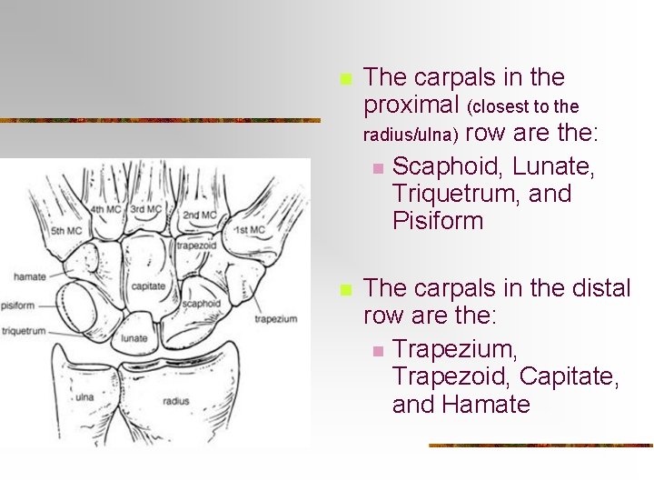 n The carpals in the proximal (closest to the radius/ulna) row are the: n