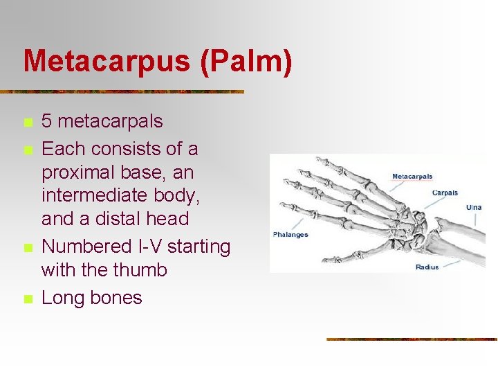 Metacarpus (Palm) n n 5 metacarpals Each consists of a proximal base, an intermediate