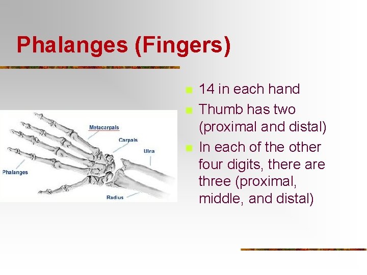 Phalanges (Fingers) n n n 14 in each hand Thumb has two (proximal and