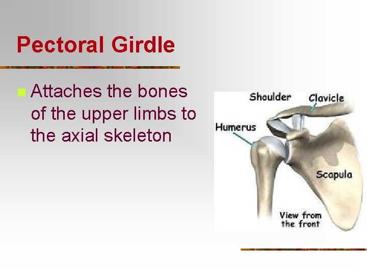 Pectoral Girdle n Attaches the bones of the upper limbs to the axial skeleton