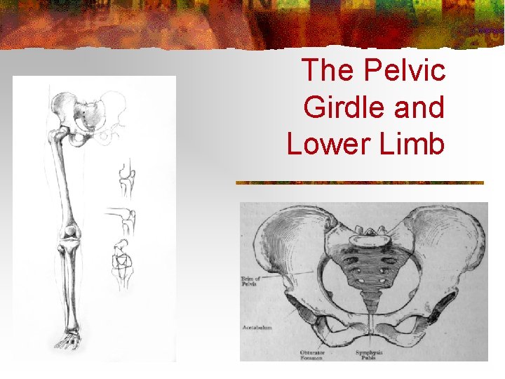 The Pelvic Girdle and Lower Limb 