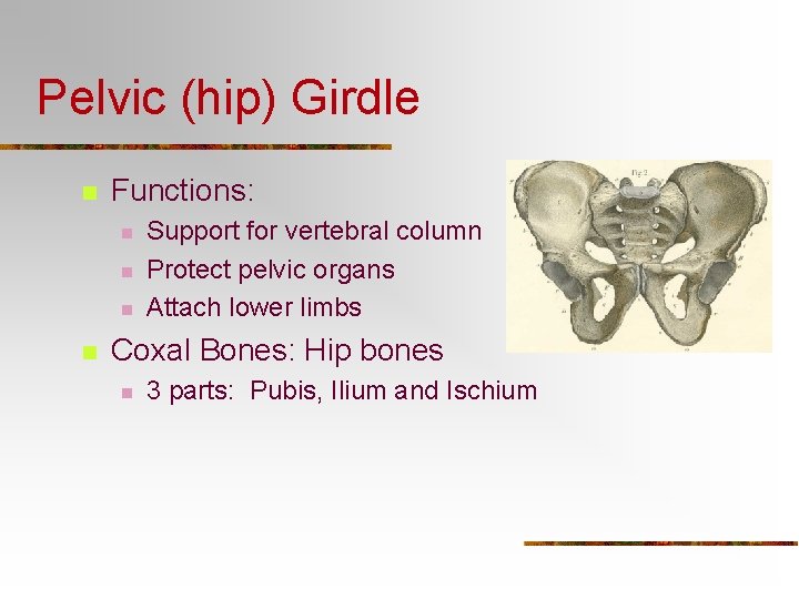 Pelvic (hip) Girdle n Functions: n n Support for vertebral column Protect pelvic organs