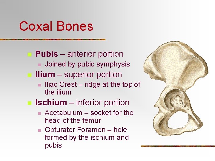 Coxal Bones n Pubis – anterior portion n n Ilium – superior portion n