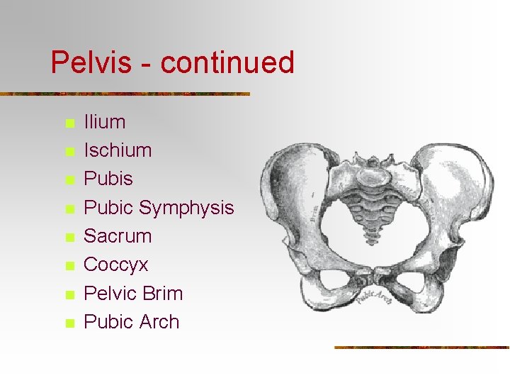 Pelvis - continued n n n n Ilium Ischium Pubis Pubic Symphysis Sacrum Coccyx