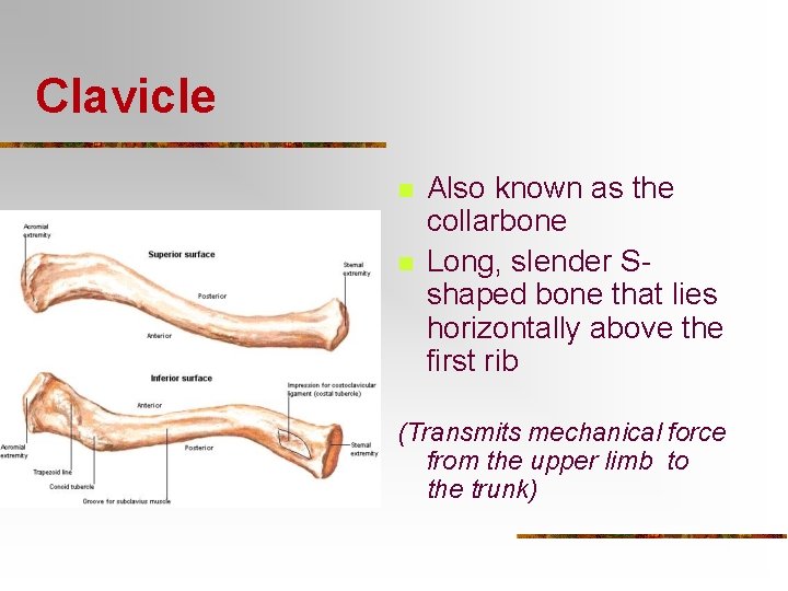 Clavicle n n Also known as the collarbone Long, slender Sshaped bone that lies