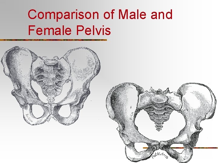 Comparison of Male and Female Pelvis 