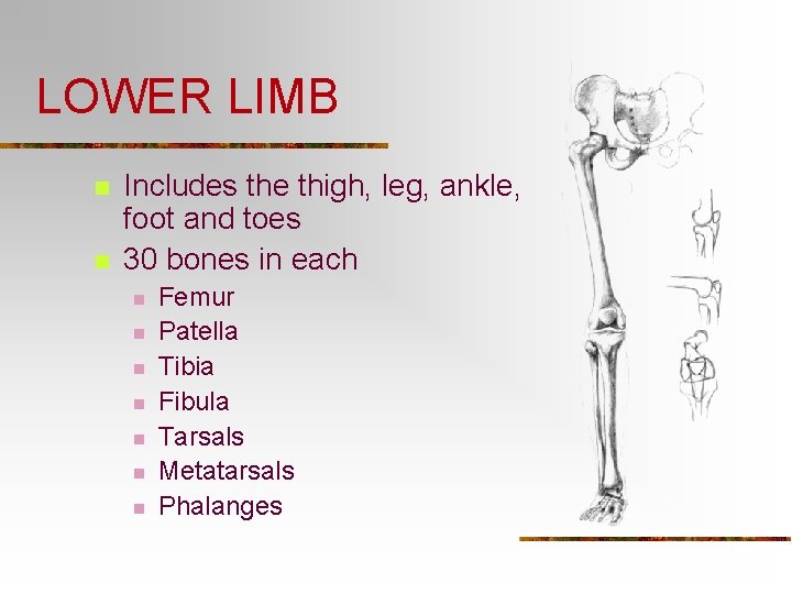 LOWER LIMB n n Includes the thigh, leg, ankle, foot and toes 30 bones