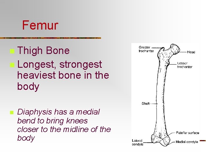 Femur Thigh Bone n Longest, strongest heaviest bone in the body n n Diaphysis