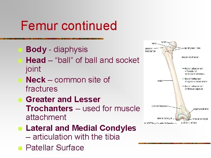 Femur continued n n n Body - diaphysis Head – “ball” of ball and