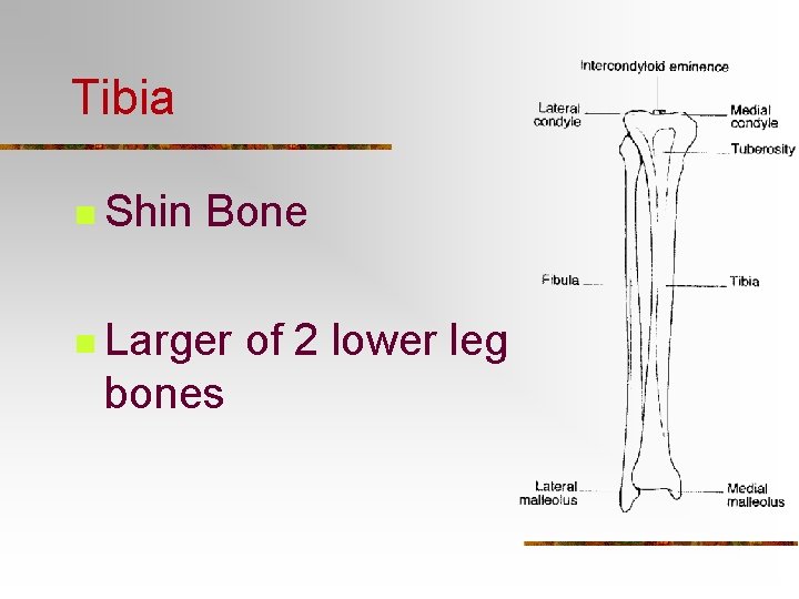 Tibia n Shin Bone n Larger bones of 2 lower leg 