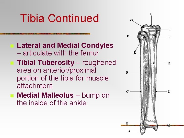Tibia Continued n n n Lateral and Medial Condyles – articulate with the femur