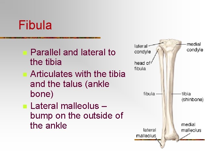 Fibula n n n Parallel and lateral to the tibia Articulates with the tibia