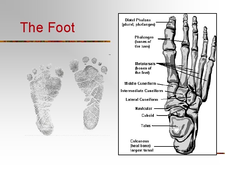 The Foot 