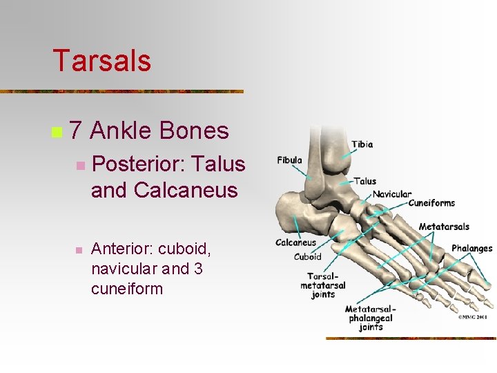 Tarsals n 7 Ankle Bones n n Posterior: Talus and Calcaneus Anterior: cuboid, navicular