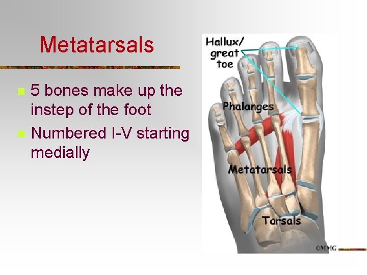 Metatarsals n n 5 bones make up the instep of the foot Numbered I-V