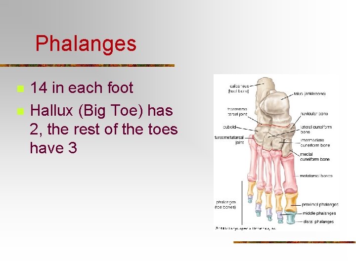 Phalanges n n 14 in each foot Hallux (Big Toe) has 2, the rest