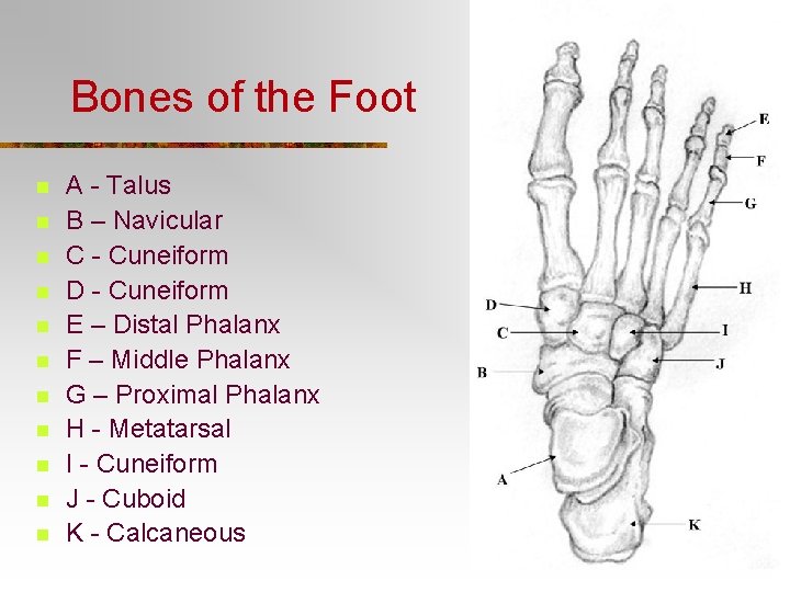 Bones of the Foot n n n A - Talus B – Navicular C