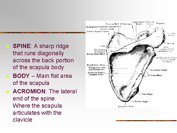 n n n SPINE: A sharp ridge that runs diagonally across the back portion