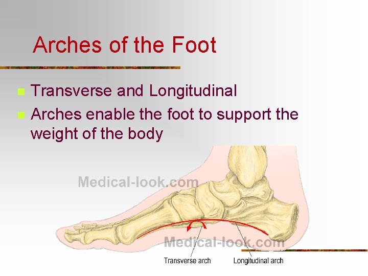 Arches of the Foot n n Transverse and Longitudinal Arches enable the foot to